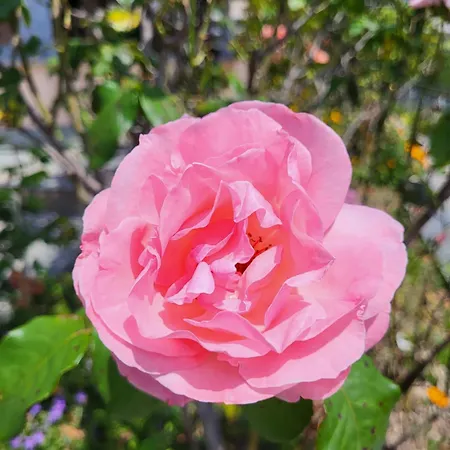 Casa Intignano - Con Bagno E Portico Vista * Tremezzo