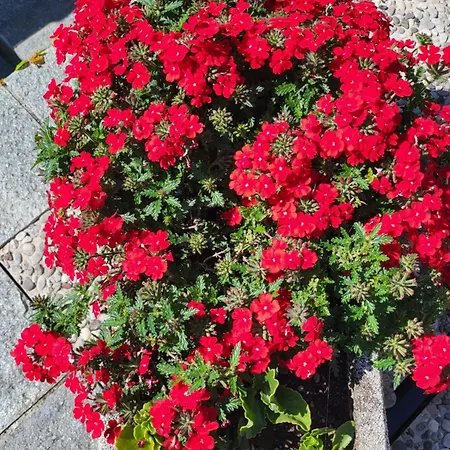 Lejlighed Casa Intignano - Con Bagno E Portico Vista Tremezzo