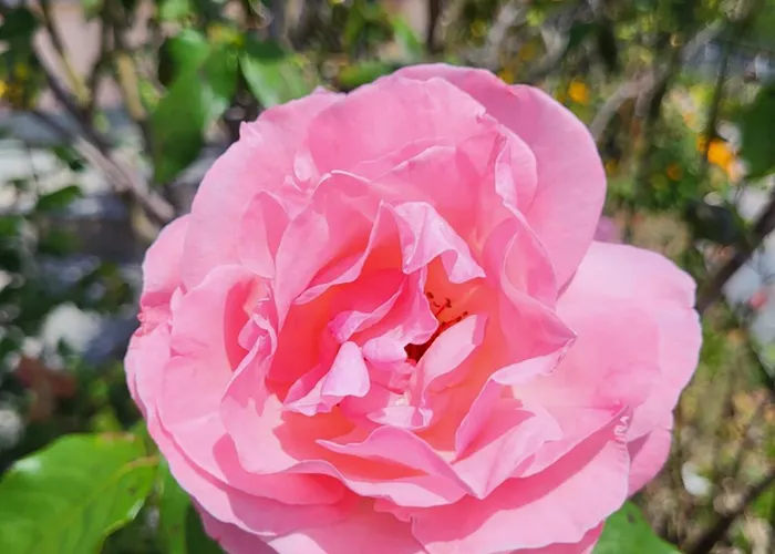 Casa Intignano - Con Bagno E Portico Vista * Tremezzo