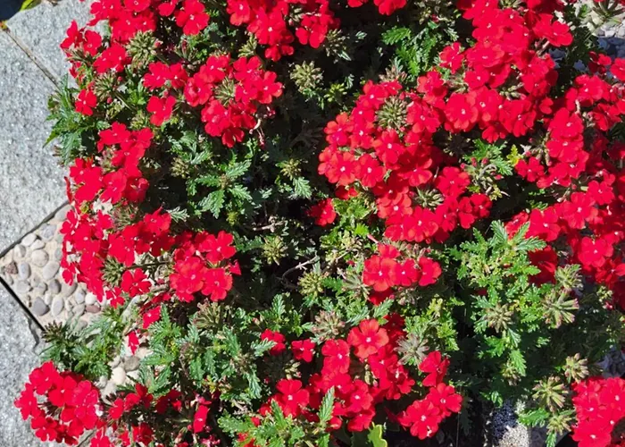 Apartamento Casa Intignano - Con Bagno E Portico Vista Tremezzo